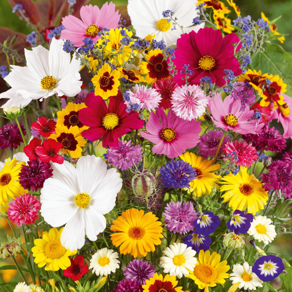 Mixed Perennial Flowers Seeds-Over 50 kinds mixed