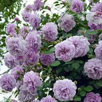 Light purple