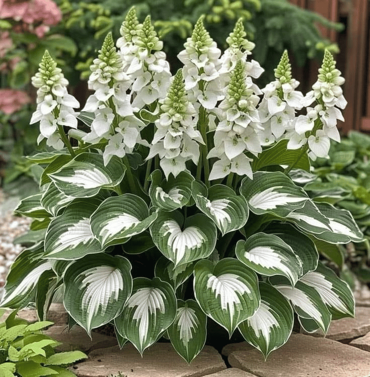 LETZTER TAG: 3 KAUFEN, 2 GRATIS! 🍃 Seltene Hosta-Samen 🌿 Überlebensrate bis zu 95 % 