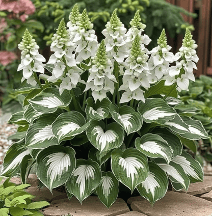 LETZTER TAG: 3 KAUFEN, 2 GRATIS! 🍃 Seltene Hosta-Samen 🌿 Überlebensrate bis zu 95 % 