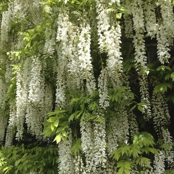 🌸WISTERIA Seeds - THE GARDEN’S CASCADING BEAUTY ALL YEAR ROUND
