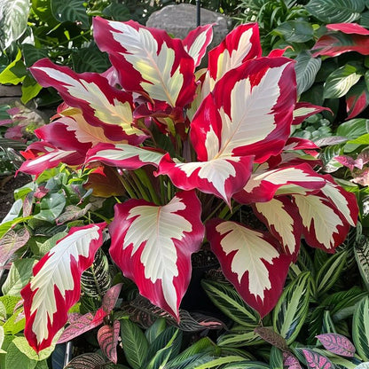 💚 ✨Premium Hosta Bulbs🔥Low-Maintenance, Shade-Loving & Comes Back Every Year