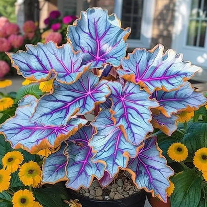 💚 ✨Premium Hosta Bulbs🔥Low-Maintenance, Shade-Loving & Comes Back Every Year
