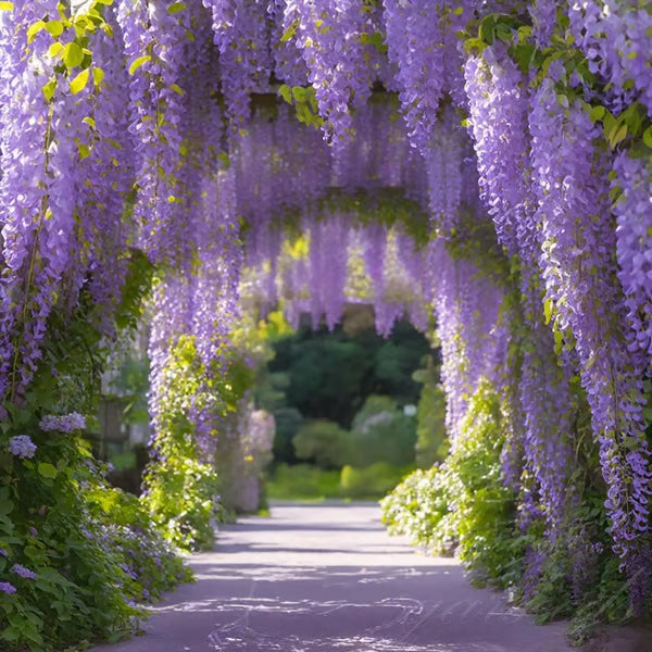 🌸WISTERIA Seeds - THE GARDEN’S CASCADING BEAUTY ALL YEAR ROUND