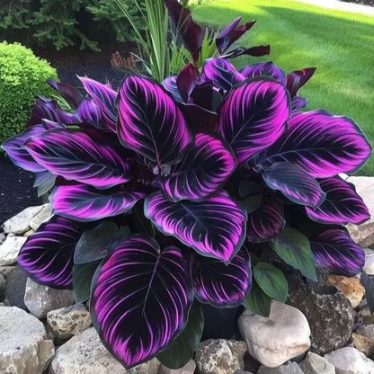 💚 ✨Premium Hosta Bulbs🔥Low-Maintenance, Shade-Loving & Comes Back Every Year