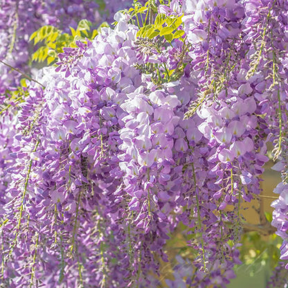 🌸WISTERIA Seeds - THE GARDEN’S CASCADING BEAUTY ALL YEAR ROUND