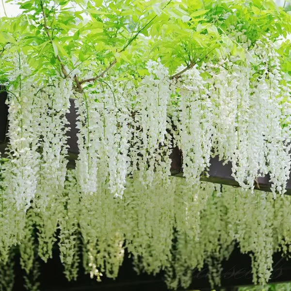 🌸WISTERIA Seeds - THE GARDEN’S CASCADING BEAUTY ALL YEAR ROUND