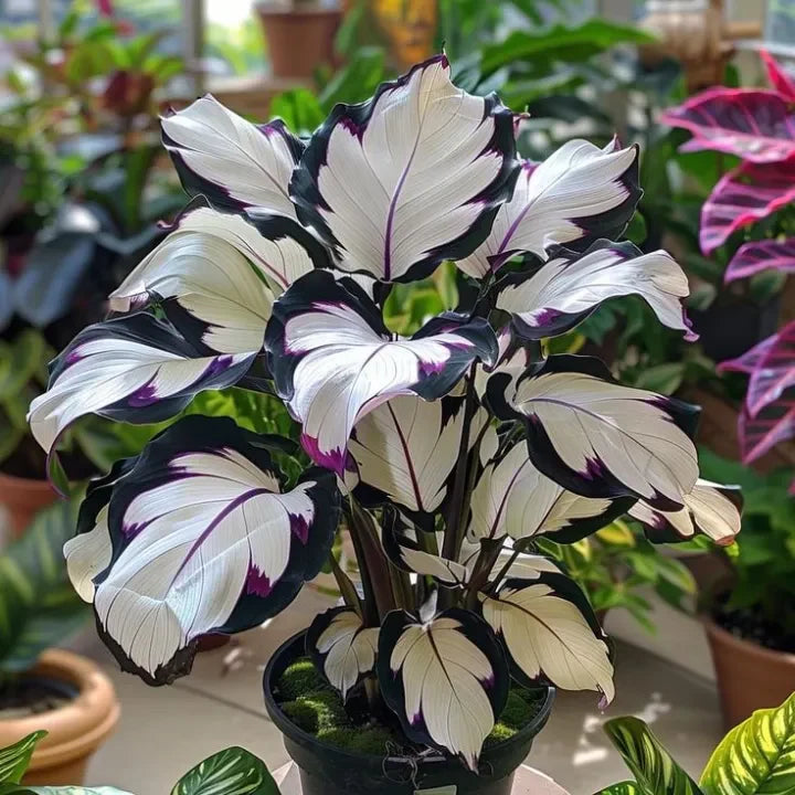 💚 ✨Premium Hosta Bulbs🔥Low-Maintenance, Shade-Loving & Comes Back Every Year