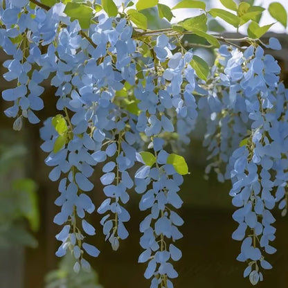 🌸WISTERIA Seeds - THE GARDEN’S CASCADING BEAUTY ALL YEAR ROUND