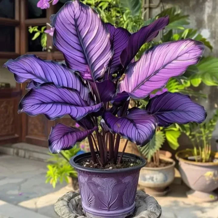💚 ✨Premium Hosta Bulbs🔥Low-Maintenance, Shade-Loving & Comes Back Every Year