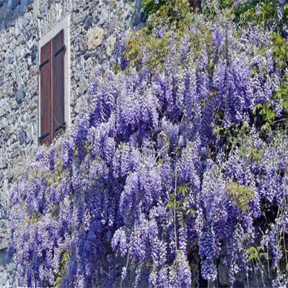 🌸WISTERIA Seeds - THE GARDEN’S CASCADING BEAUTY ALL YEAR ROUND