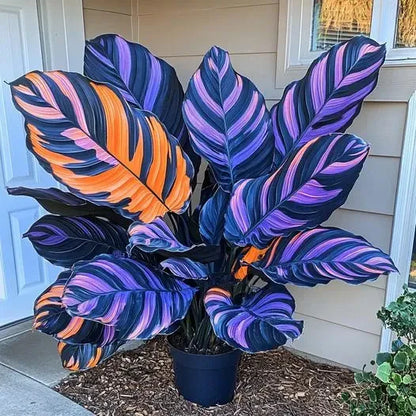 💚 ✨Premium Hosta Bulbs🔥Low-Maintenance, Shade-Loving & Comes Back Every Year