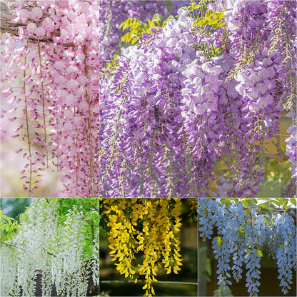 🌸WISTERIA Seeds - THE GARDEN’S CASCADING BEAUTY ALL YEAR ROUND