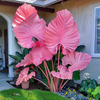 Bright Pink
