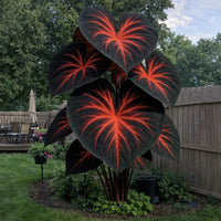 Blood of God❤️