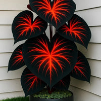 Luminous Red🚨