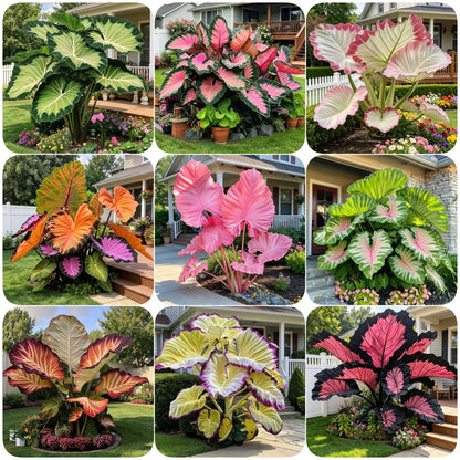 🌈 Giant Caladium Bulbs 🎊The color wizard that creates a dream garden 🌿✨
