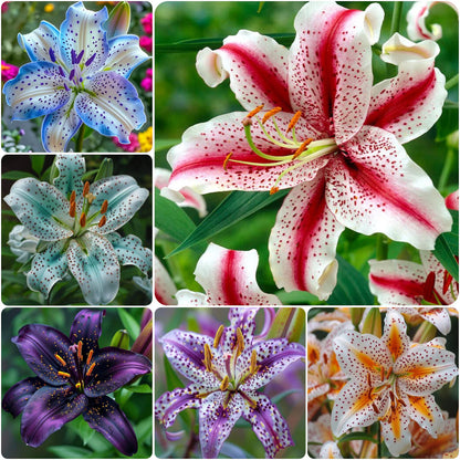 🔥Premium Lily Seeds🌺Easy to Grow, Fast Blooming ✨ Perfect for Beginners