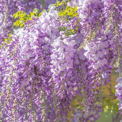 🌸WISTERIA Seeds - THE GARDEN’S CASCADING BEAUTY ALL YEAR ROUND