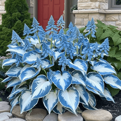 LETZTER TAG: 3 KAUFEN, 2 GRATIS! 🍃 Seltene Hosta-Samen 🌿 Überlebensrate bis zu 95 % 