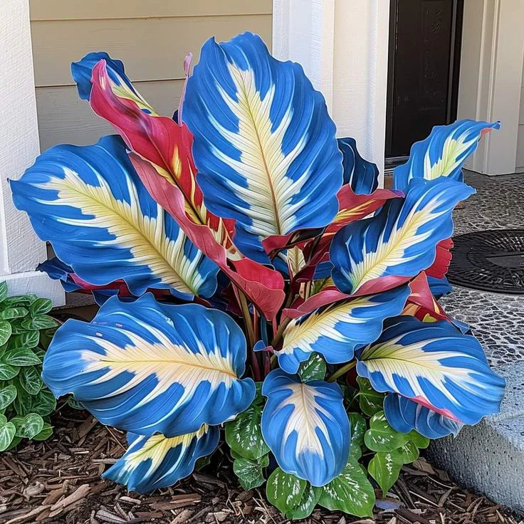 💚 ✨Premium Hosta Bulbs🔥Low-Maintenance, Shade-Loving & Comes Back Every Year