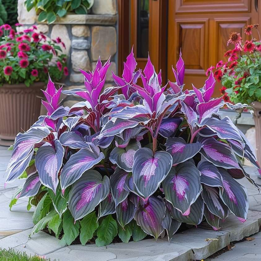 LETZTER TAG: 3 KAUFEN, 2 GRATIS! 🍃 Seltene Hosta-Samen 🌿 Überlebensrate bis zu 95 % 