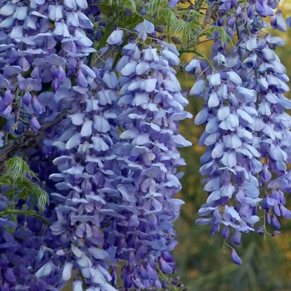 🌸WISTERIA Seeds - THE GARDEN’S CASCADING BEAUTY ALL YEAR ROUND