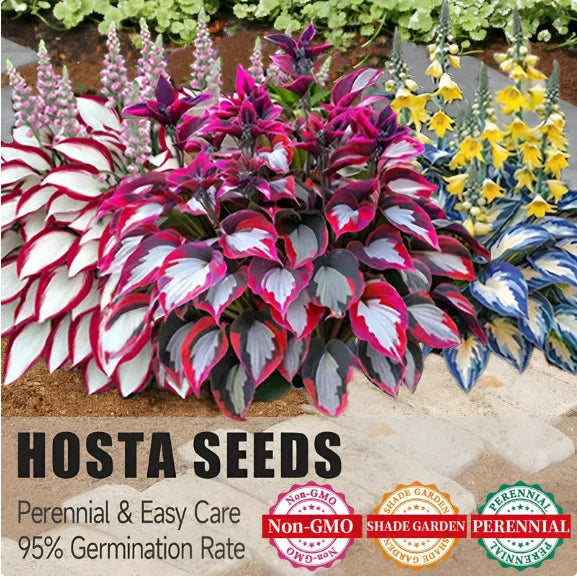 LETZTER TAG: 3 KAUFEN, 2 GRATIS! 🍃 Seltene Hosta-Samen 🌿 Überlebensrate bis zu 95 % 
