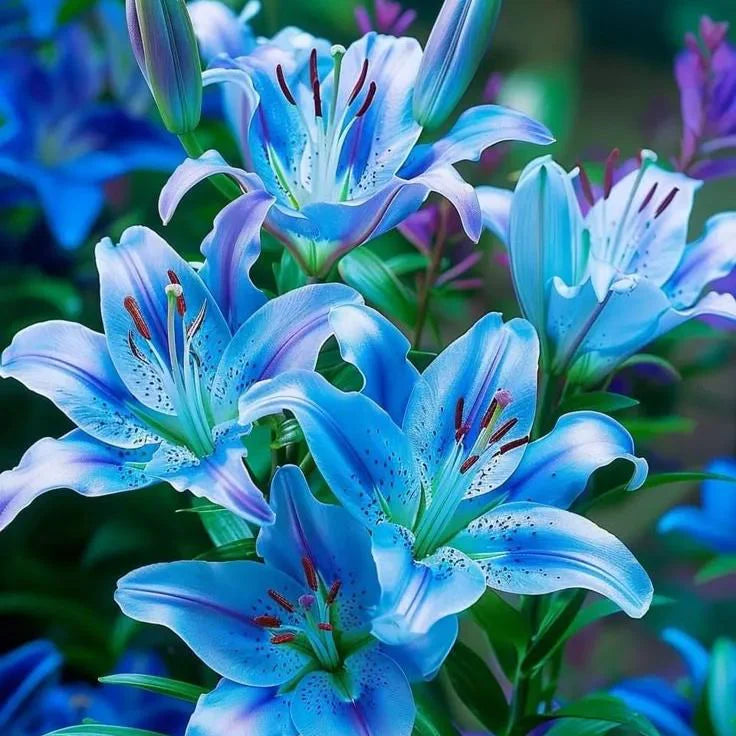 🔥Premium Lily Seeds🌺Easy to Grow, Fast Blooming ✨ Perfect for Beginners