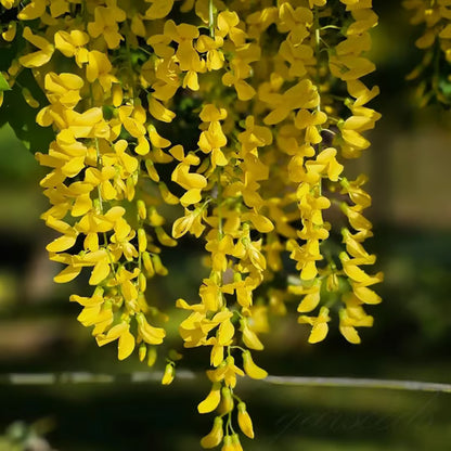 🌸WISTERIA Seeds - THE GARDEN’S CASCADING BEAUTY ALL YEAR ROUND