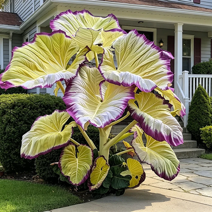 🌈 Giant Caladium Bulbs 🎊The color wizard that creates a dream garden 🌿✨