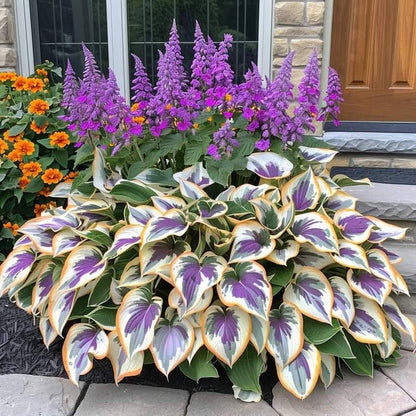 LETZTER TAG: 3 KAUFEN, 2 GRATIS! 🍃 Seltene Hosta-Samen 🌿 Überlebensrate bis zu 95 % 