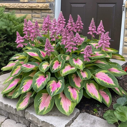 LETZTER TAG: 3 KAUFEN, 2 GRATIS! 🍃 Seltene Hosta-Samen 🌿 Überlebensrate bis zu 95 % 