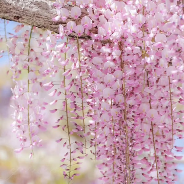 🌸WISTERIA Seeds - THE GARDEN’S CASCADING BEAUTY ALL YEAR ROUND