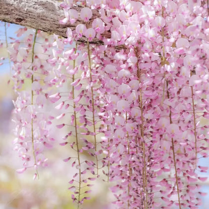 🌸WISTERIA Seeds - THE GARDEN’S CASCADING BEAUTY ALL YEAR ROUND