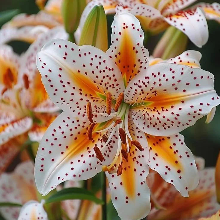 🔥Premium Lily Seeds🌺Easy to Grow, Fast Blooming ✨ Perfect for Beginners
