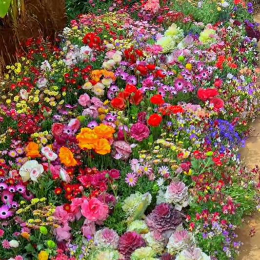 Mixed Perennial Flowers Seeds-Over 50 kinds mixed