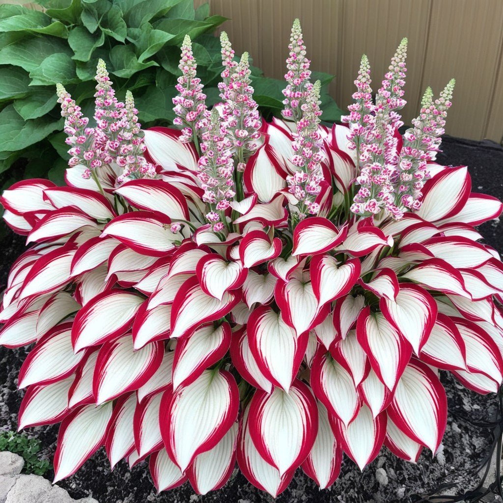 LETZTER TAG: 3 KAUFEN, 2 GRATIS! 🍃 Seltene Hosta-Samen 🌿 Überlebensrate bis zu 95 % 