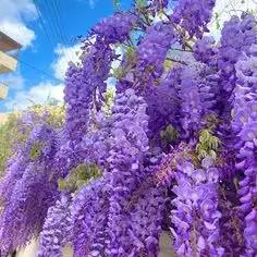 🌸WISTERIA Seeds - THE GARDEN’S CASCADING BEAUTY ALL YEAR ROUND