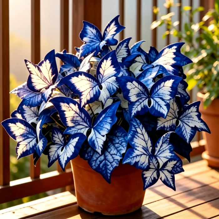 LETZTER TAG: 3 KAUFEN, 2 GRATIS! 🍃 Seltene Hosta-Samen 🌿 Überlebensrate bis zu 95 % 