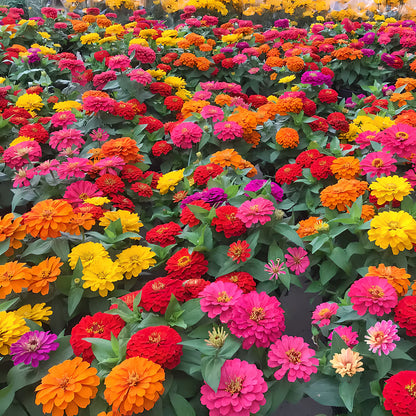 ⏰🔥California Giant Mix Zinnia Seeds—Covers 6500saft-Grows 3-4ft tall