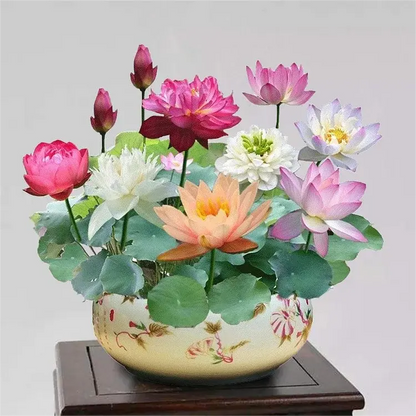 Mixed Color Bonsai Bowl Lotus Seeds - Exotic Water Lily Flower Plant Seeds for Ornamental Pond and Home Planting