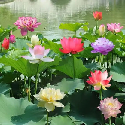 Mixed Color Bonsai Bowl Lotus Seeds - Exotic Water Lily Flower Plant Seeds for Ornamental Pond and Home Planting