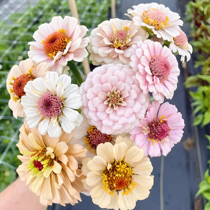 ⏰🔥California Giant Mix Zinnia Seeds—Covers 6500saft-Grows 3-4ft tall