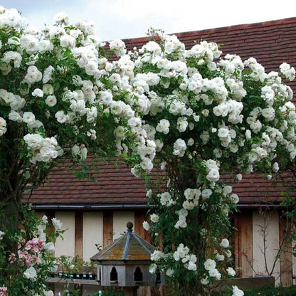 Beautiful Climbing Rose Seeds