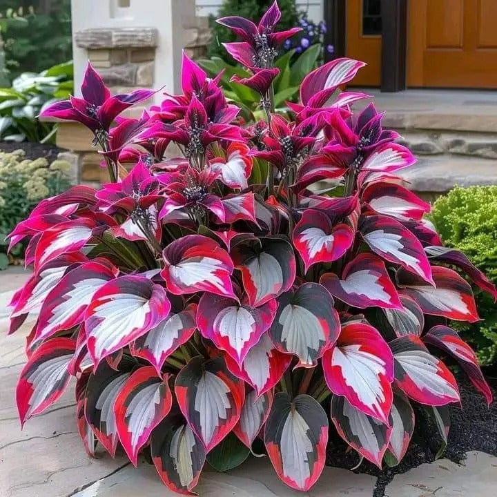 LETZTER TAG: 3 KAUFEN, 2 GRATIS! 🍃 Seltene Hosta-Samen 🌿 Überlebensrate bis zu 95 % 