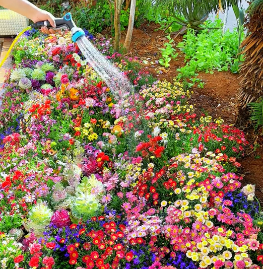 Mixed Perennial Flowers Seeds-Over 50 kinds mixed