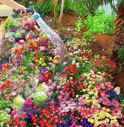 Mixed Perennial Flowers Seeds-Over 50 kinds mixed